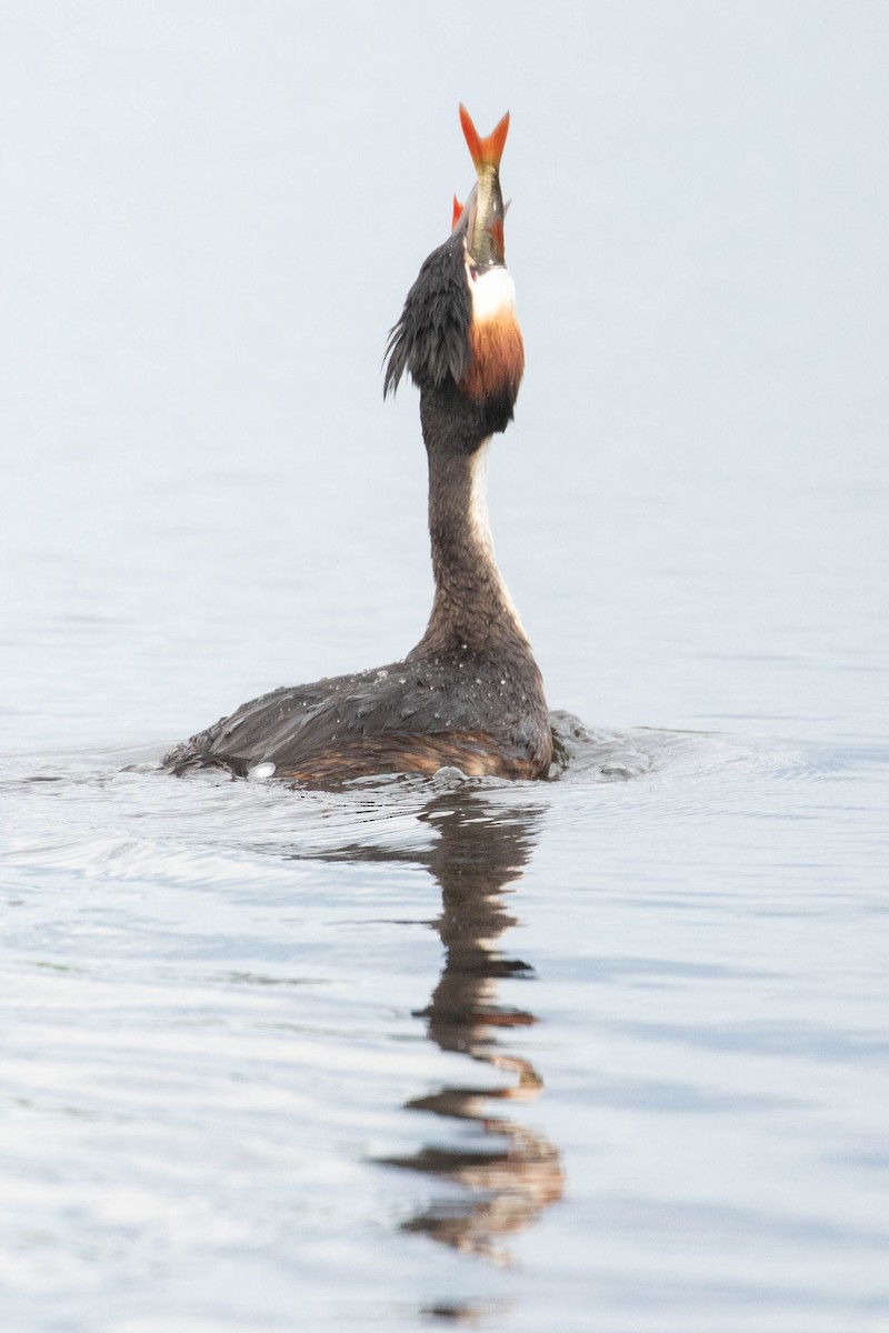 Great Crested Grebe - ML618544151