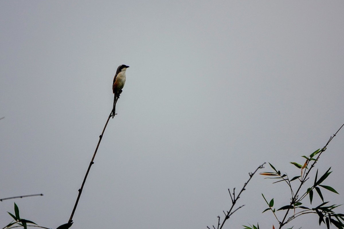 Long-tailed Shrike - ML618544165
