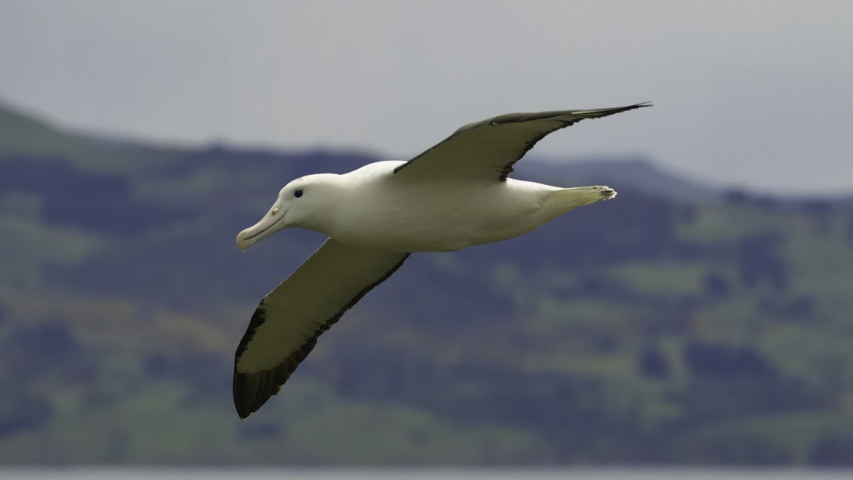 Northern Royal Albatross - ML618544204