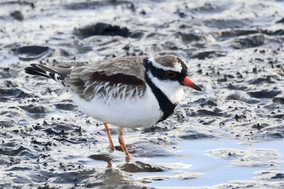 Black-fronted Dotterel - Suzanne Efron