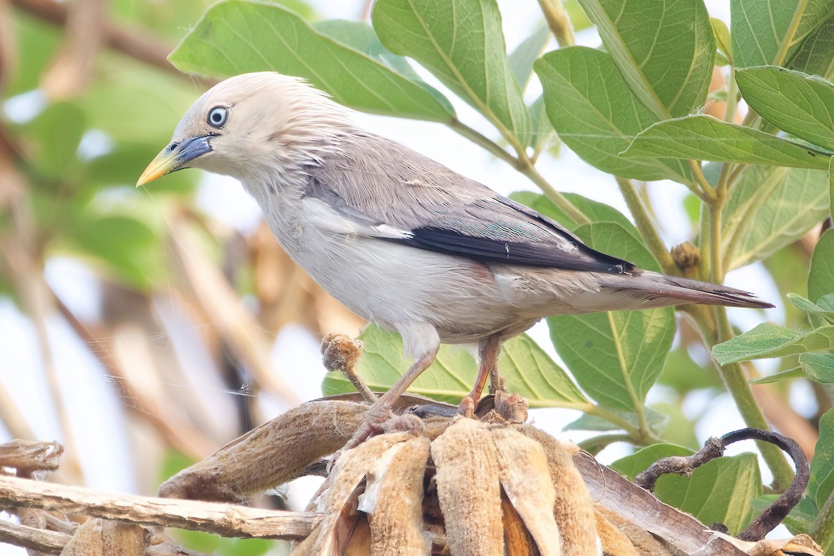 Chestnut-tailed Starling - ML618544233