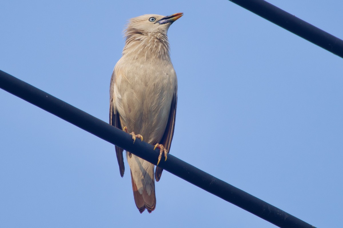 Chestnut-tailed Starling - ML618544234