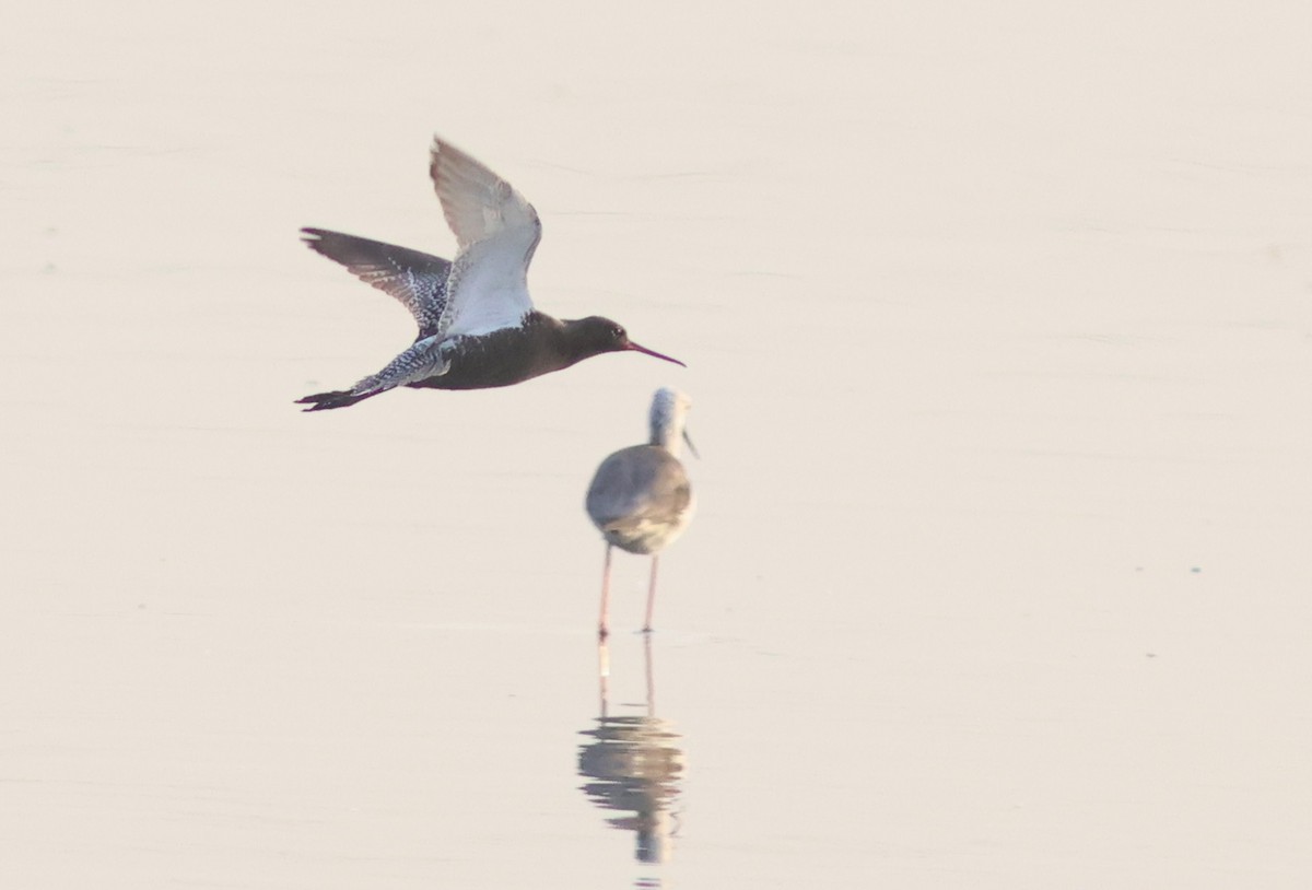 Spotted Redshank - ML618544302