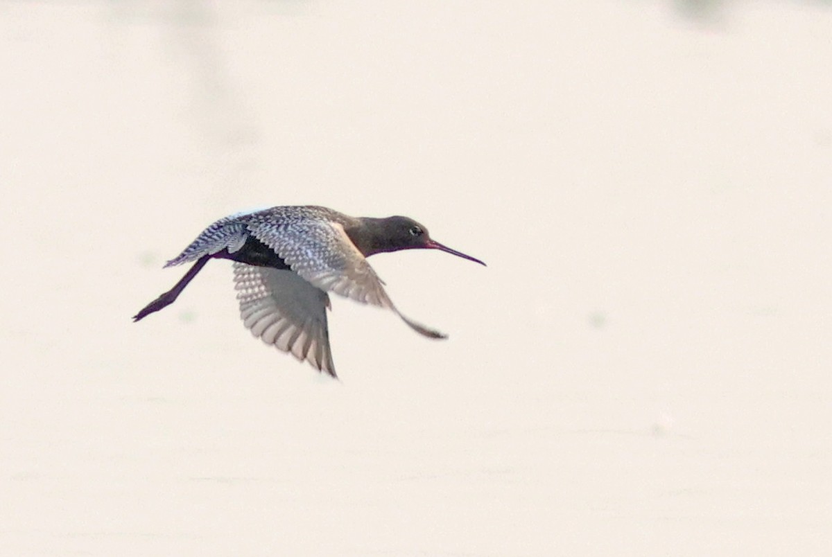Spotted Redshank - ML618544303