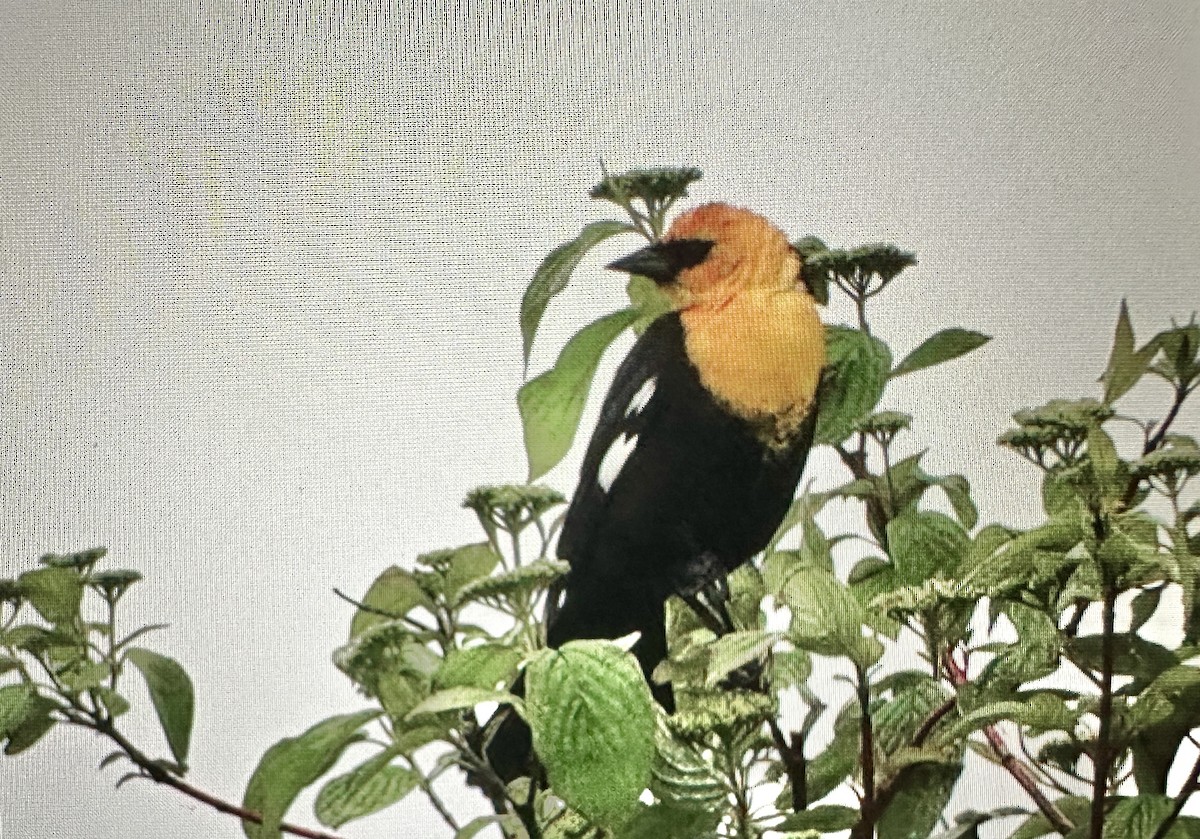 Yellow-headed Blackbird - ML618544305