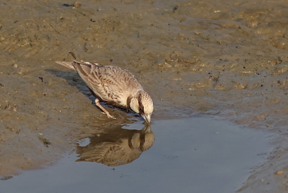 Ashy-crowned Sparrow-Lark - ML618544345