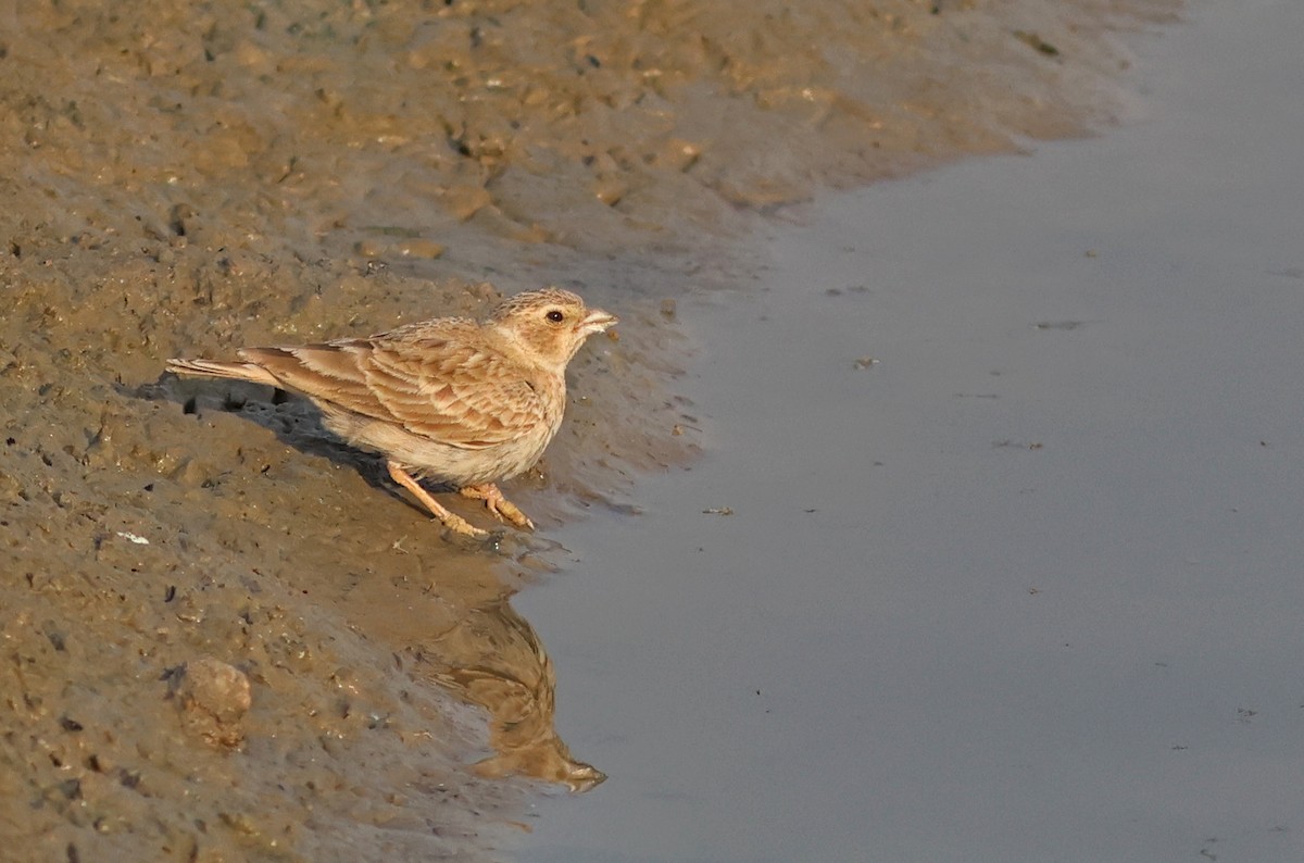 Ashy-crowned Sparrow-Lark - ML618544346