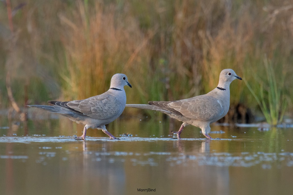 Eurasian Collared-Dove - Manoj Bind