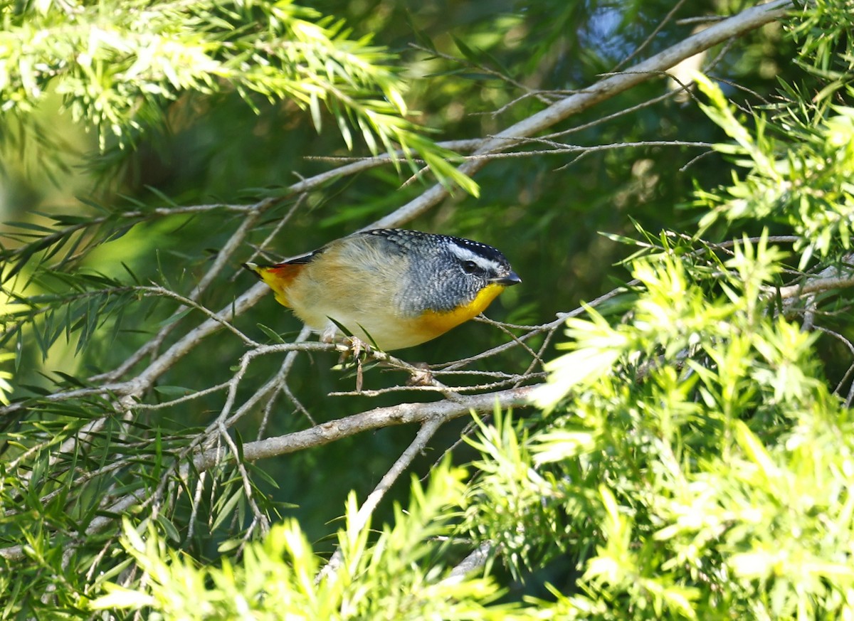 Spotted Pardalote - ML618544404