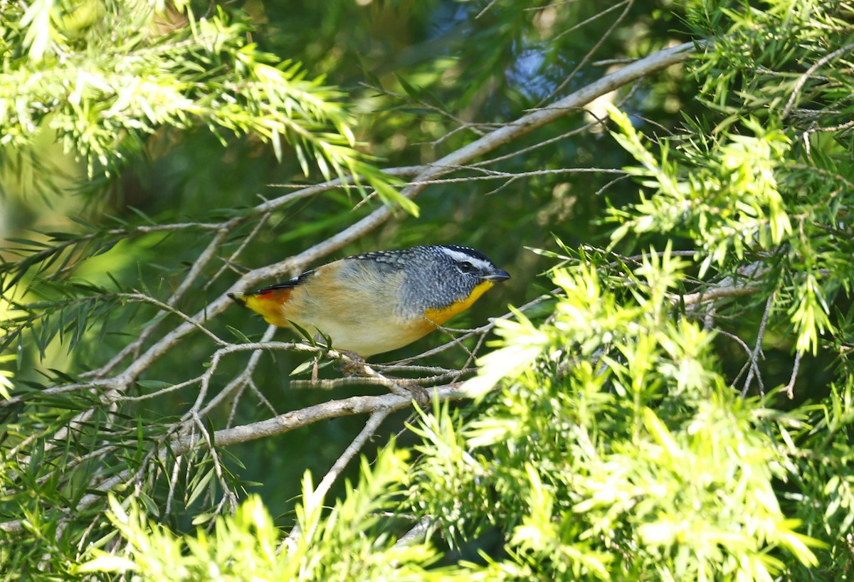 Spotted Pardalote - ML618544405