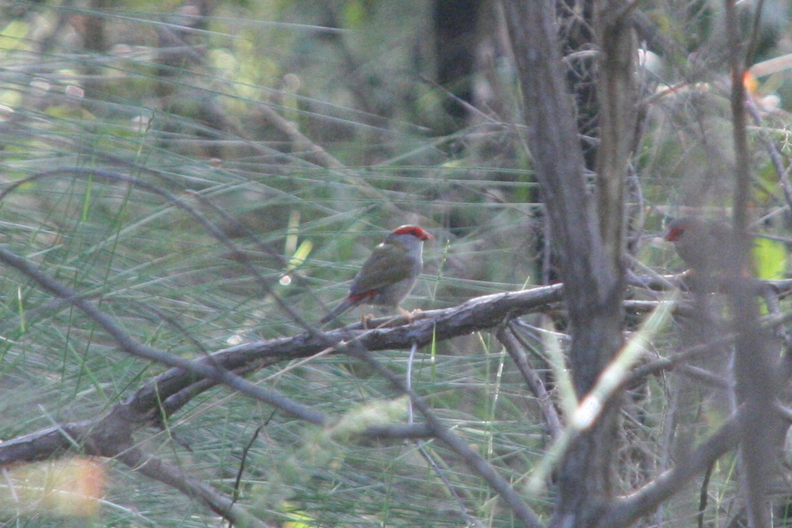 Red-browed Firetail - ML618544422