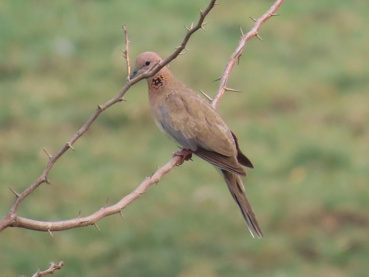 Laughing Dove - ML618544426
