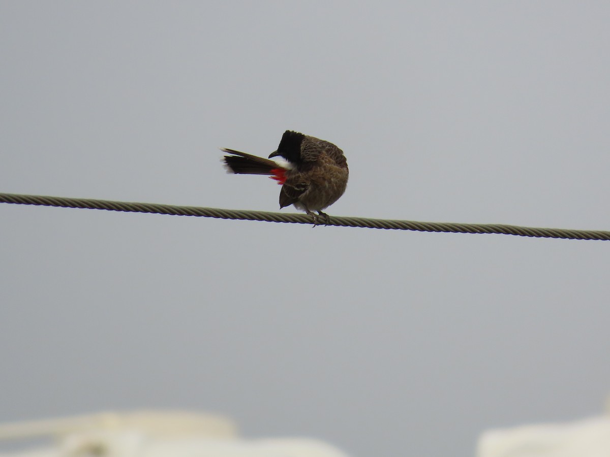 Red-vented Bulbul - ML618544459