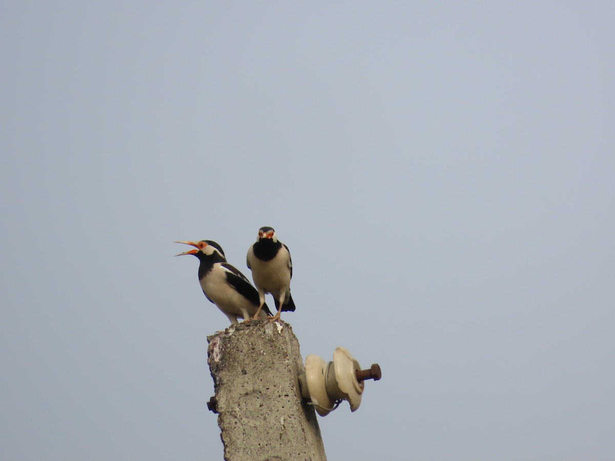 Indian Pied Starling - ML618544469