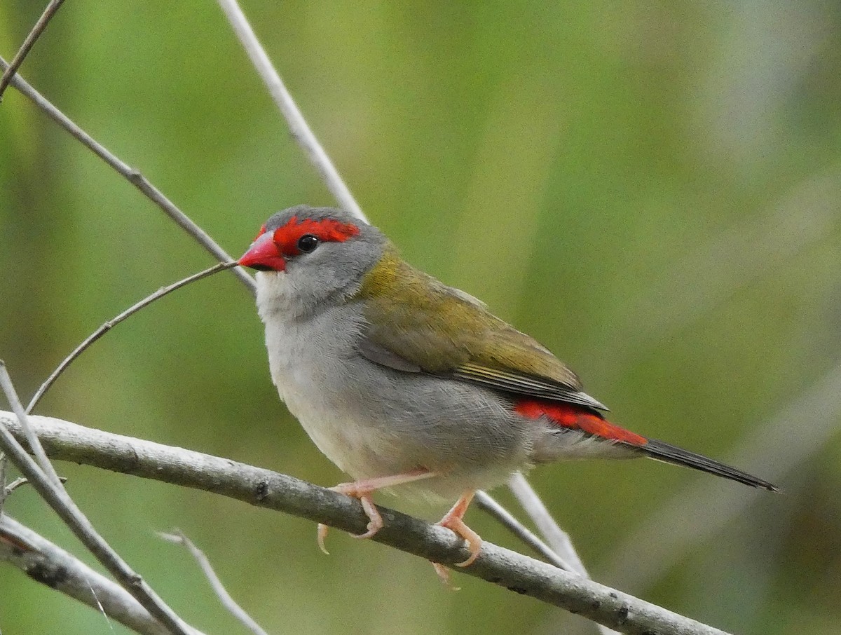 Red-browed Firetail - ML618544485