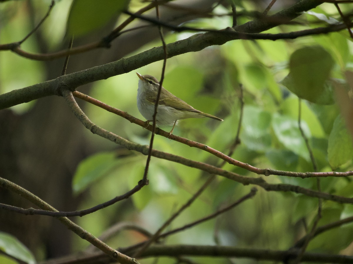 Eastern Crowned Warbler - 蒋 聪怡