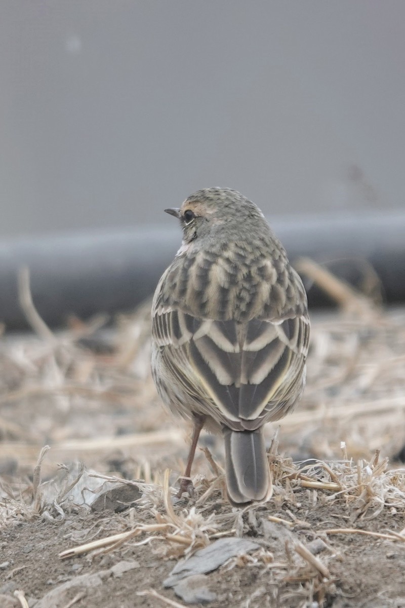 Rosy Pipit - ML618544520