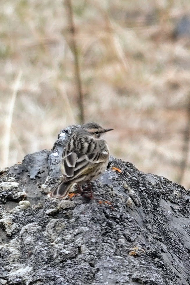 Rosy Pipit - ML618544521