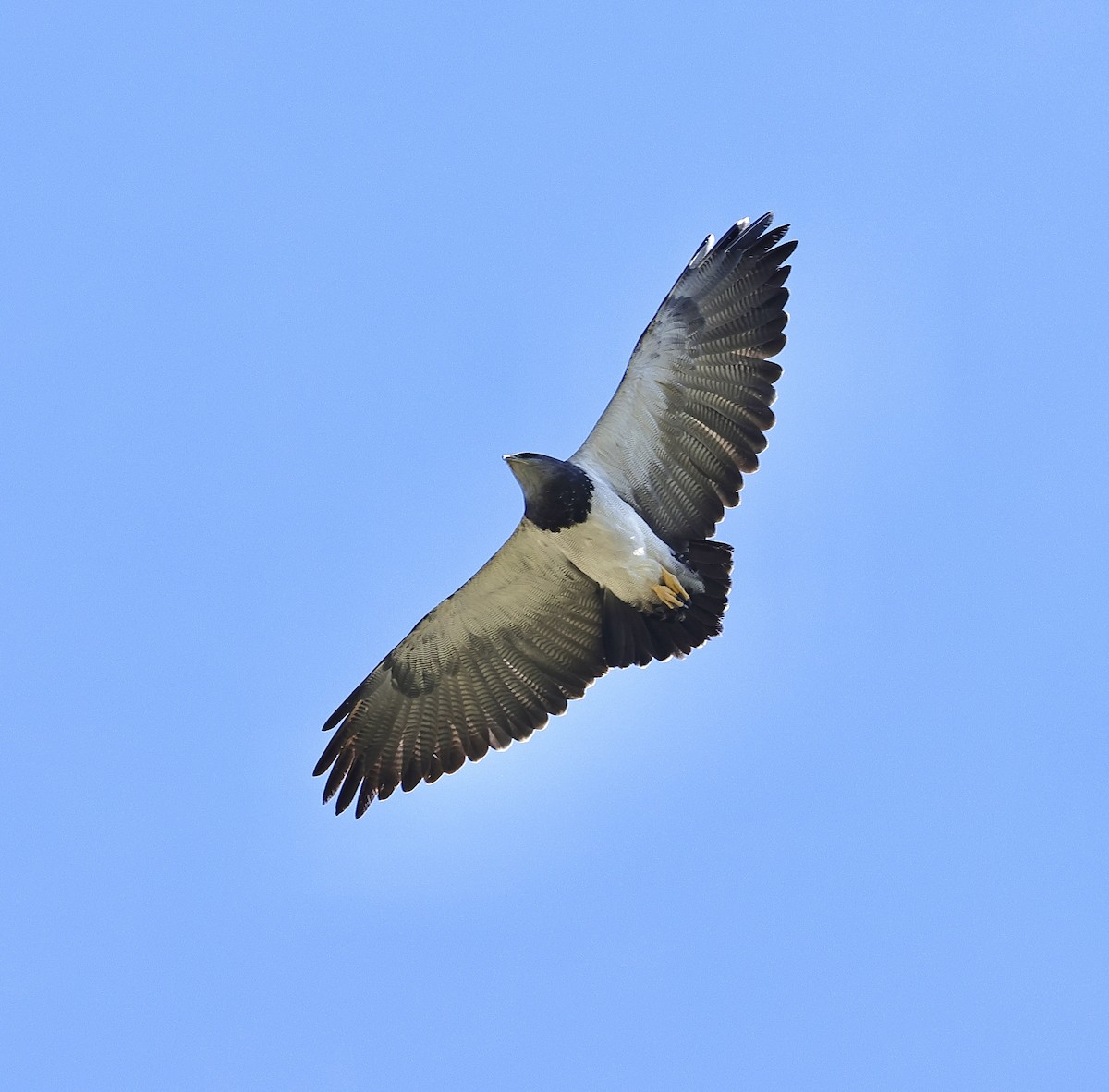 Black-chested Buzzard-Eagle - Albert Linkowski