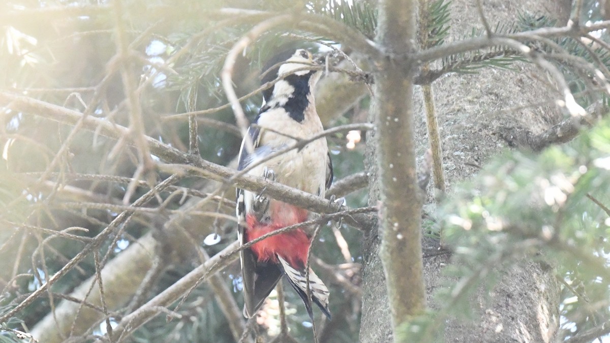 Great Spotted Woodpecker - ML618544590