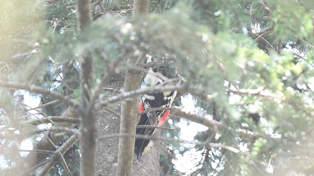 Great Spotted Woodpecker - ML618544593