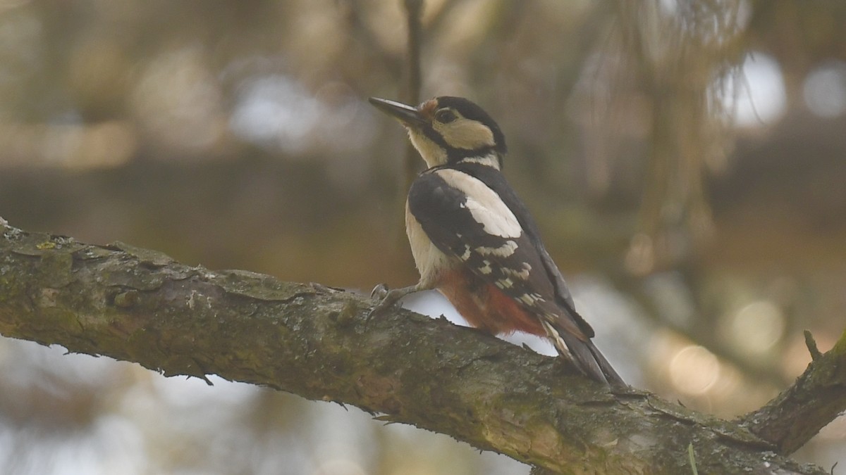 Great Spotted Woodpecker - ML618544594