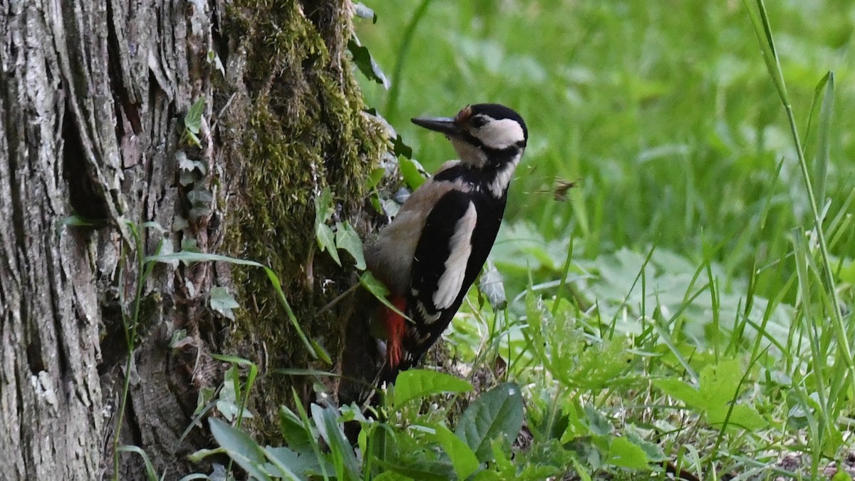 Great Spotted Woodpecker - ML618544596
