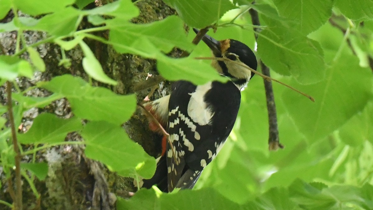 Syrian Woodpecker - ML618544600