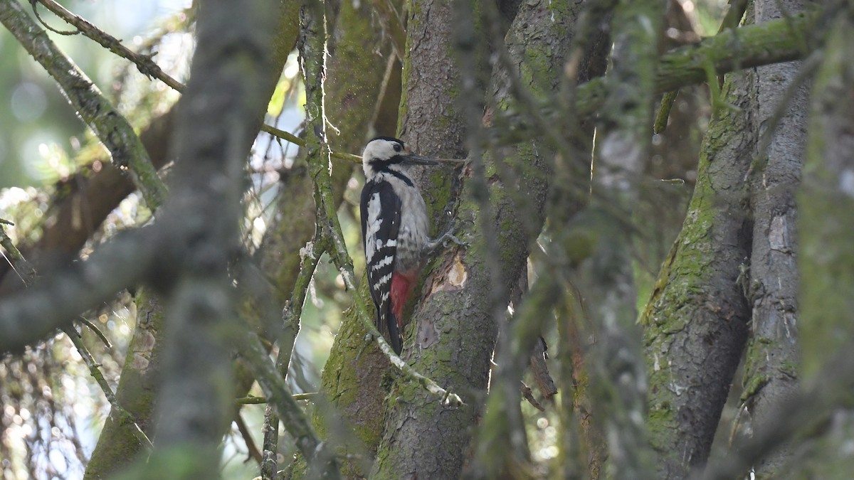 Syrian Woodpecker - ML618544601