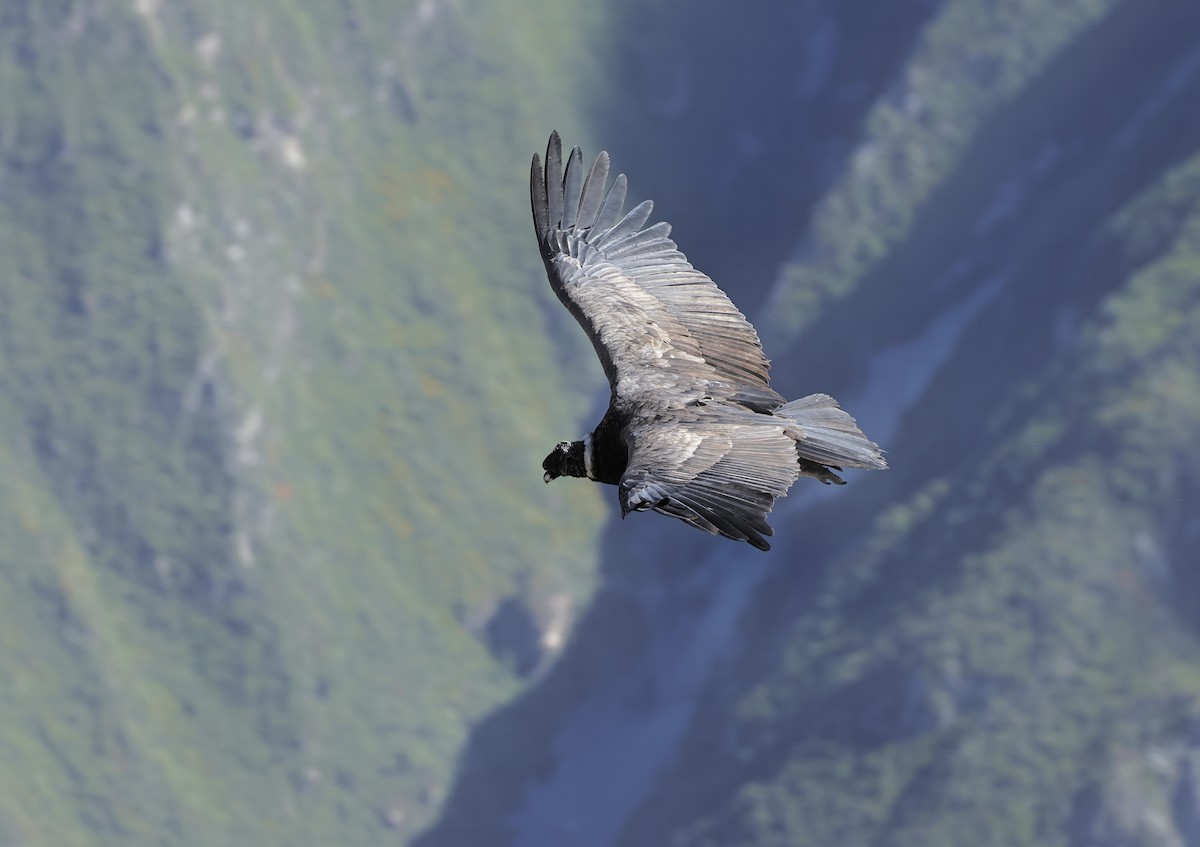Andean Condor - ML618544677