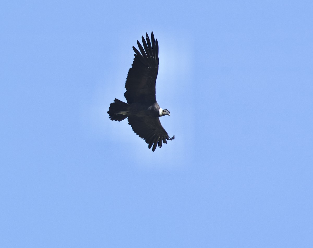 Andean Condor - ML618544683