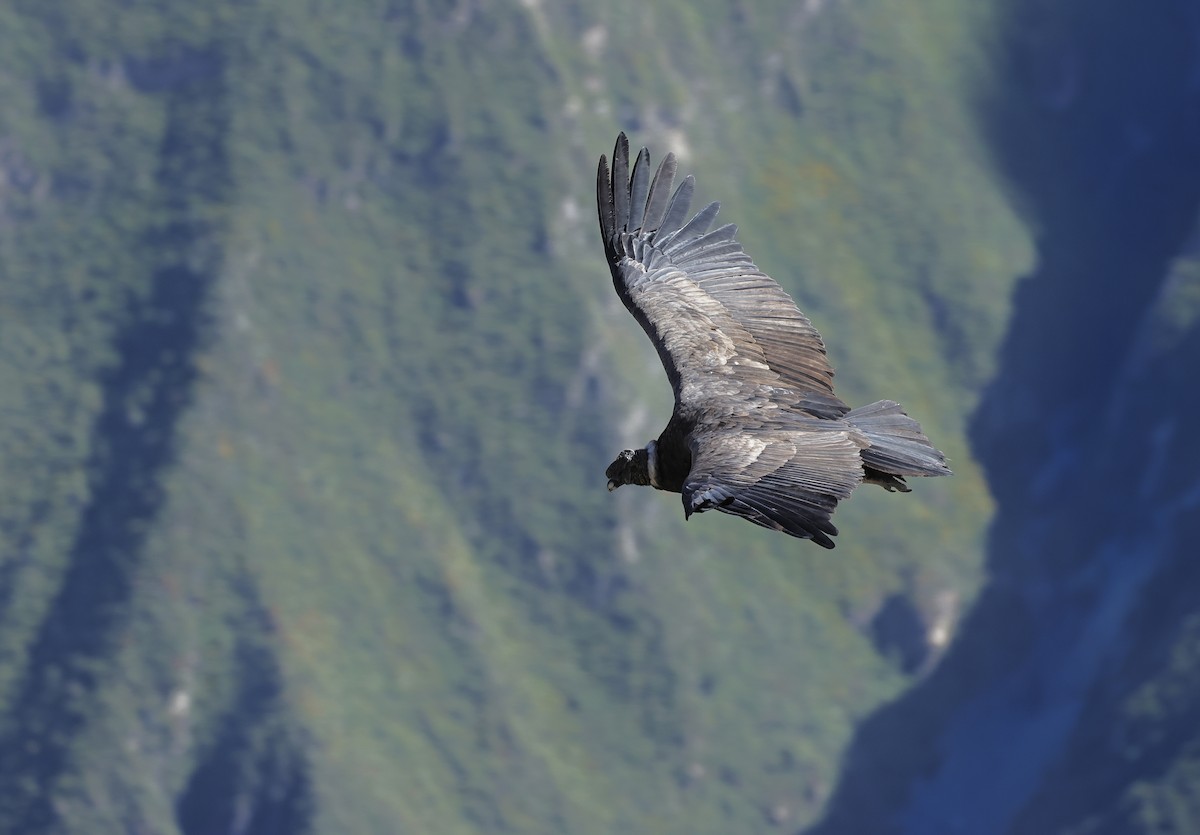 Andean Condor - ML618544685
