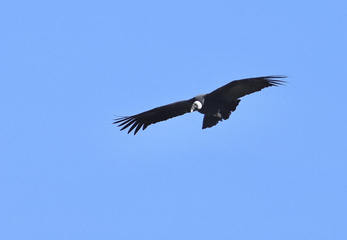 Andean Condor - ML618544692