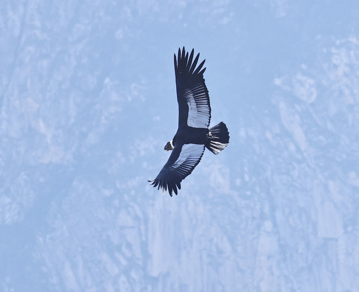 Andean Condor - ML618544696