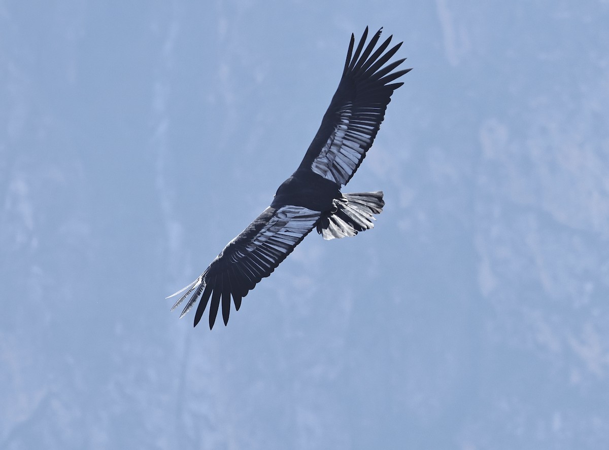 Andean Condor - ML618544700
