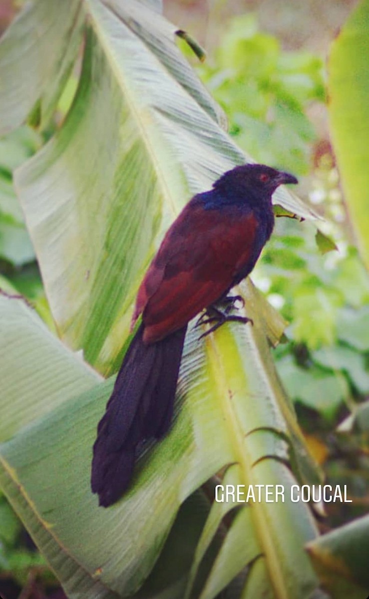 Greater Coucal - ML618544703