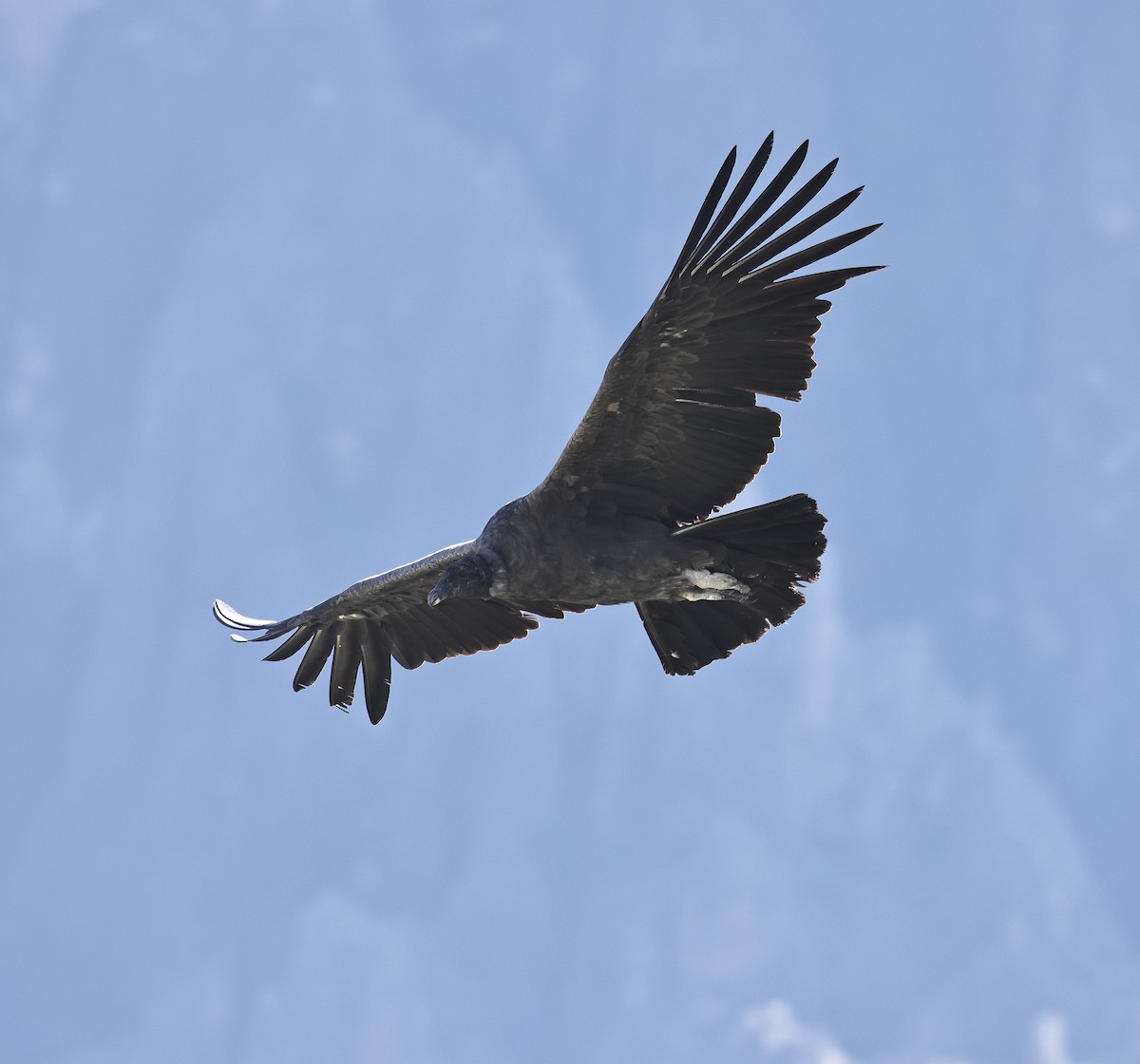 Andean Condor - ML618544712