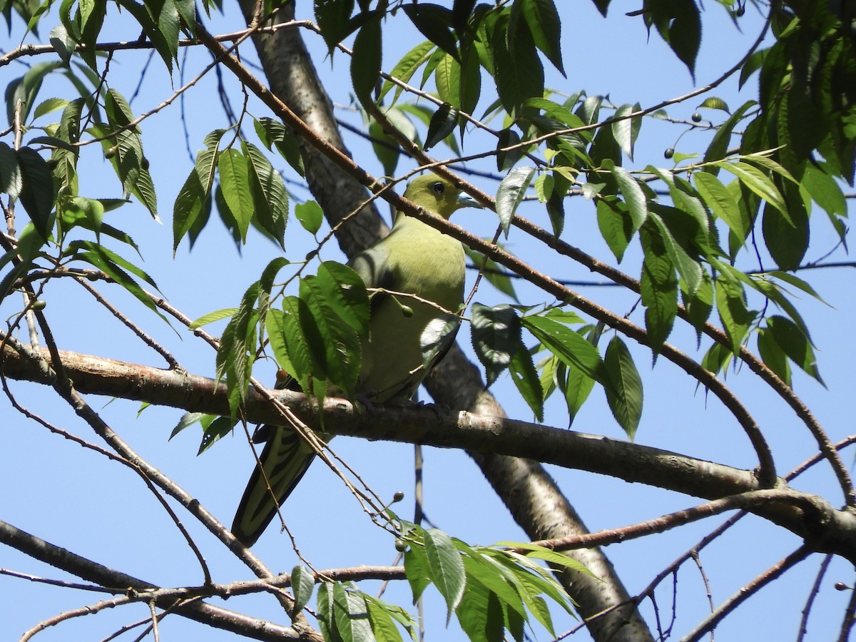 White-bellied Green-Pigeon - ML618544794