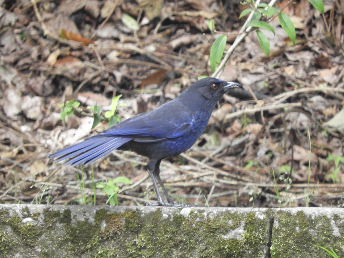 Тайваньская синяя птица - ML618544811