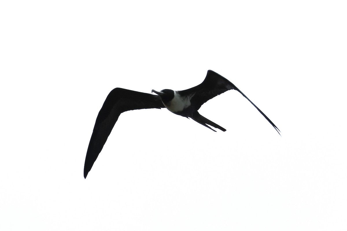 Lesser Frigatebird - ML618544913