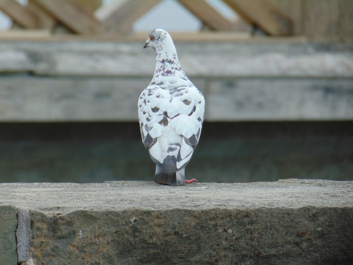 Rock Pigeon (Feral Pigeon) - Luis Mendes