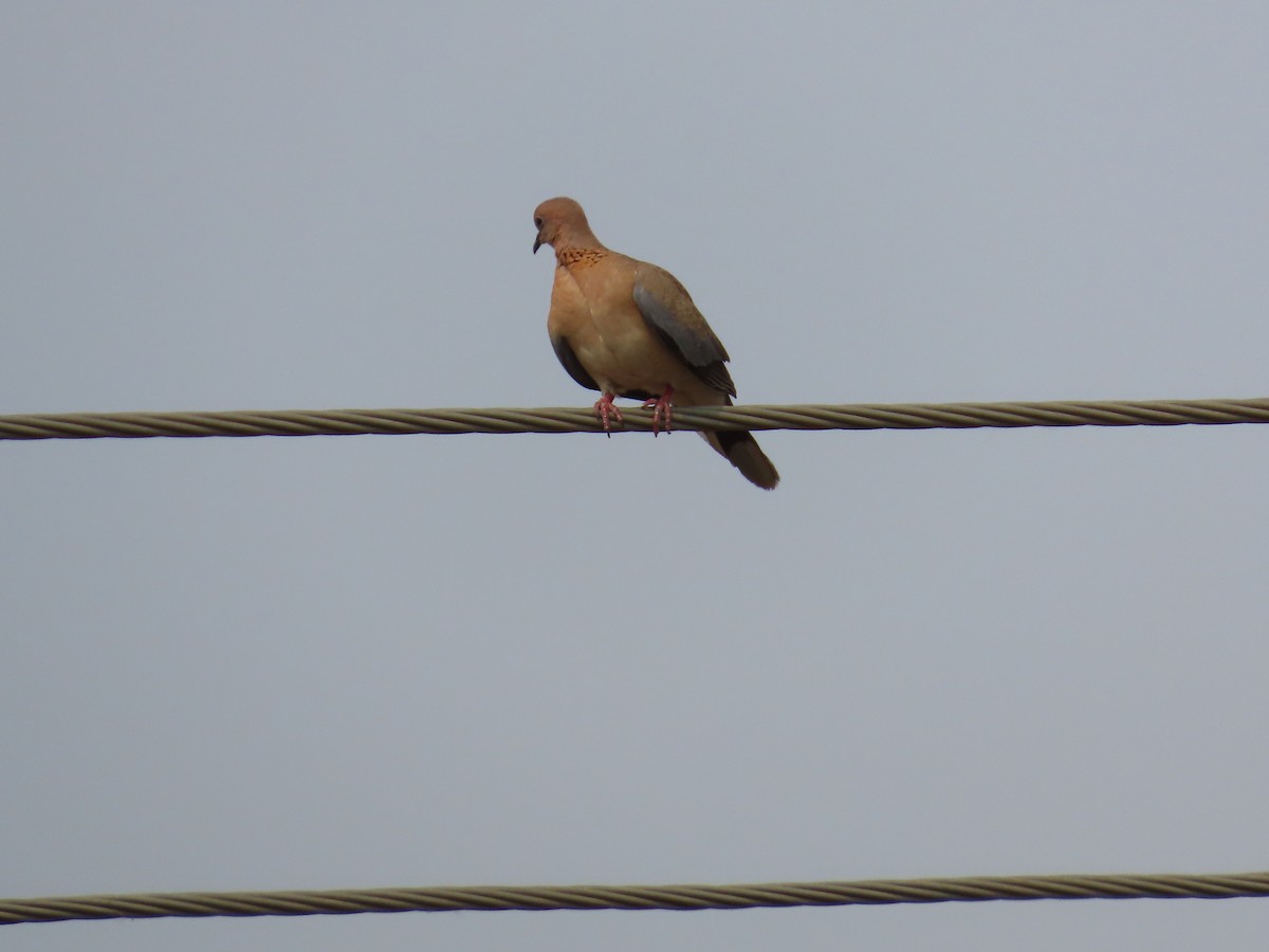 Laughing Dove - ML618544922