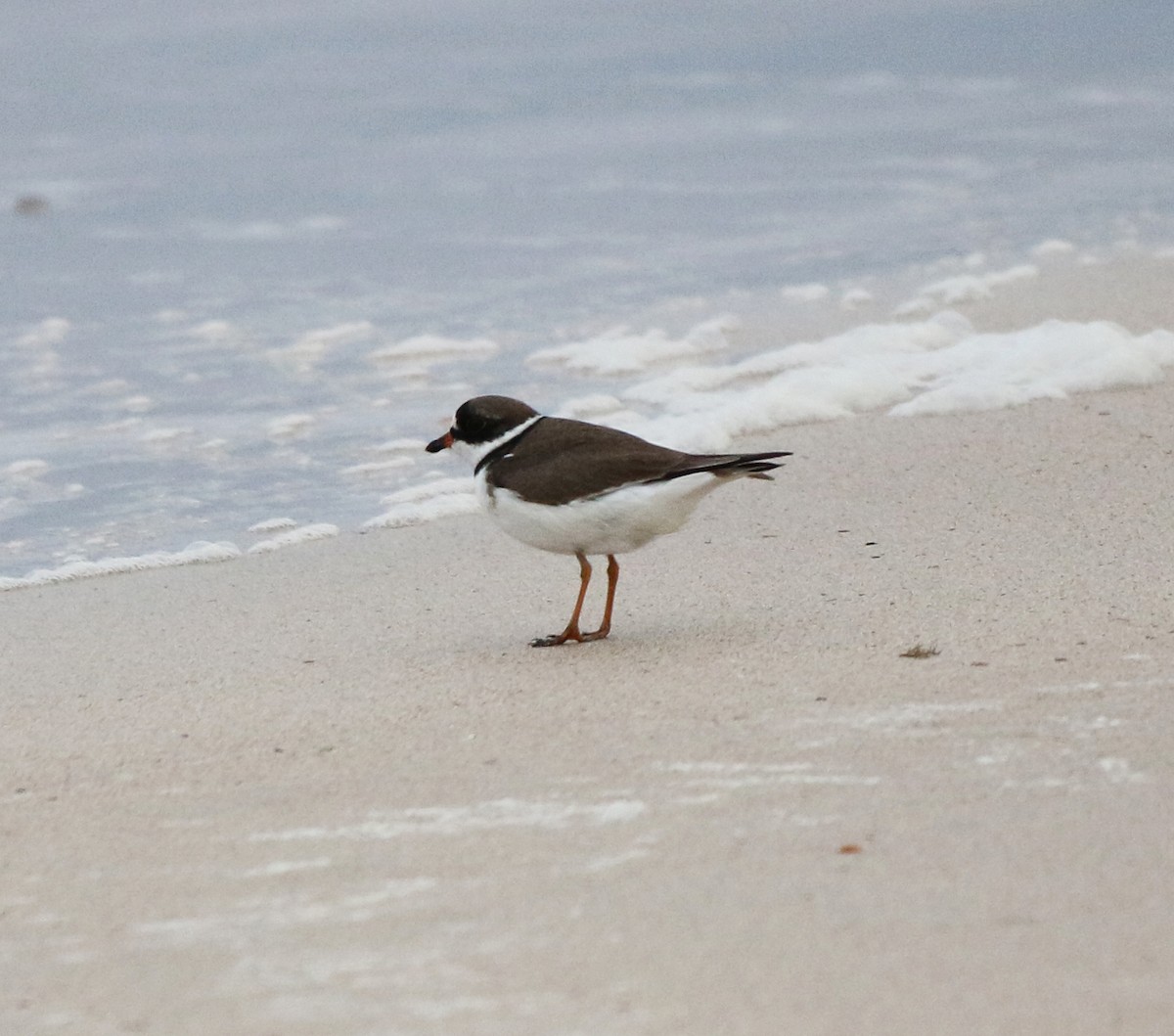 Semipalmated Plover - ML618544924