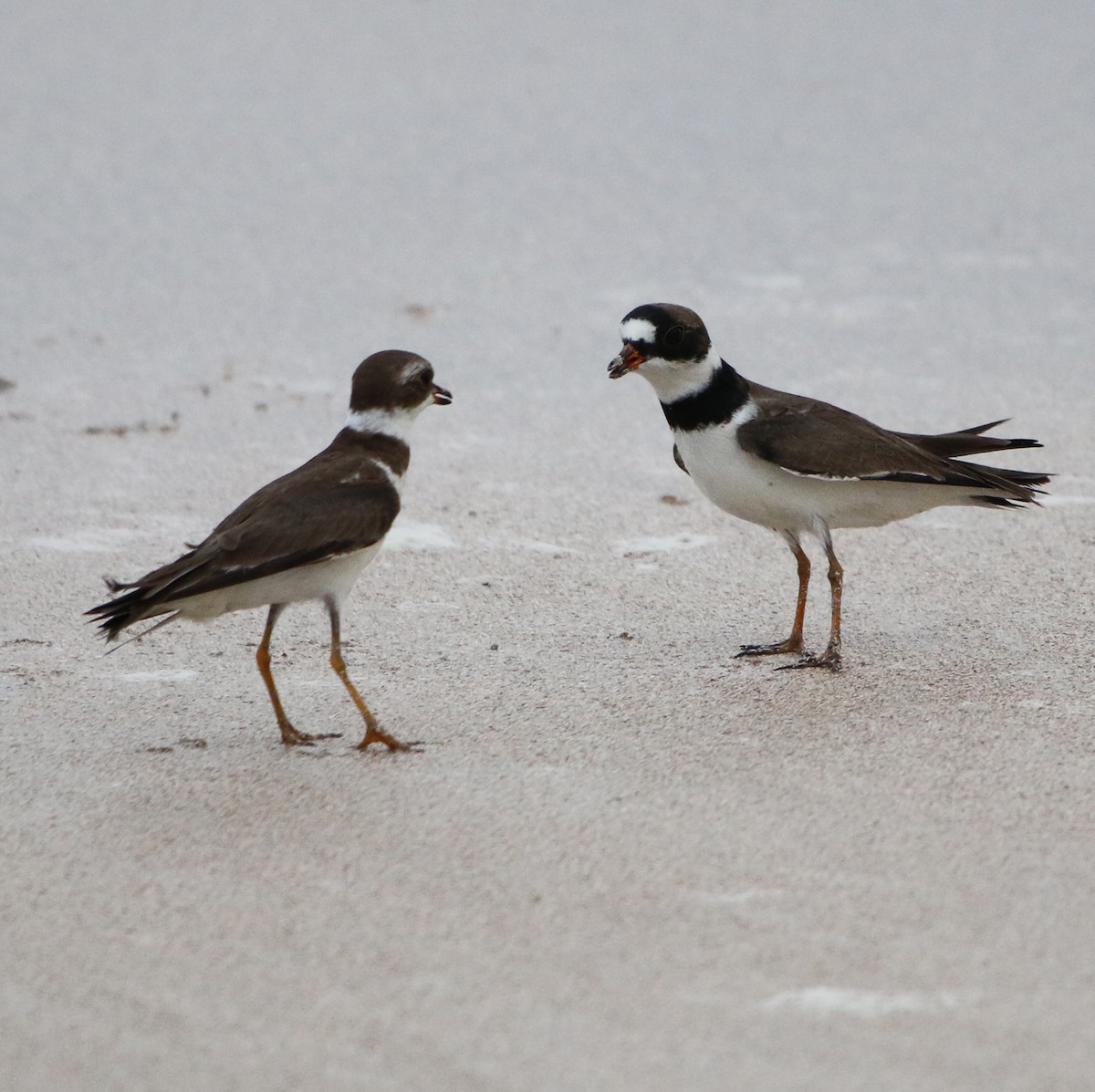 Semipalmated Plover - ML618544925