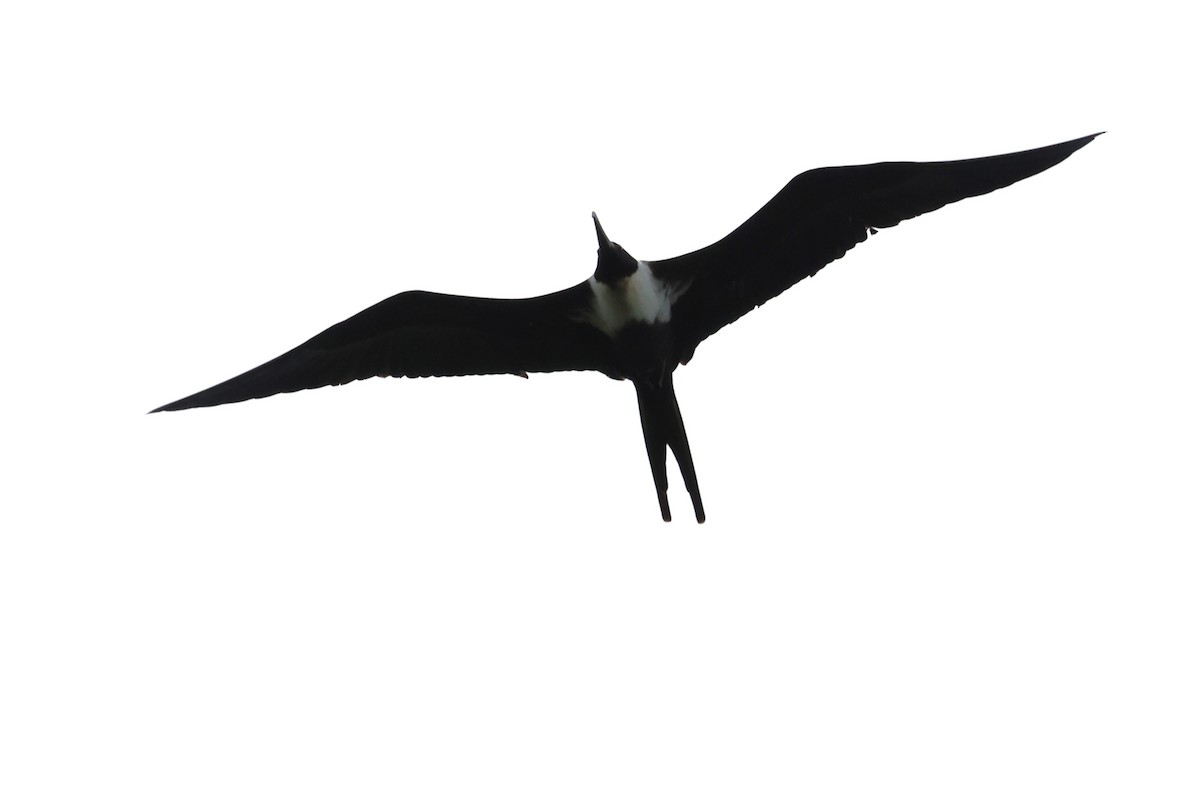 Lesser Frigatebird - ML618544927