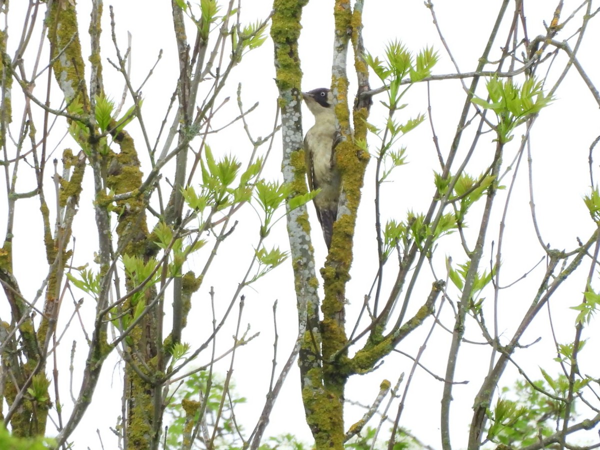 Eurasian Green Woodpecker - ML618544984