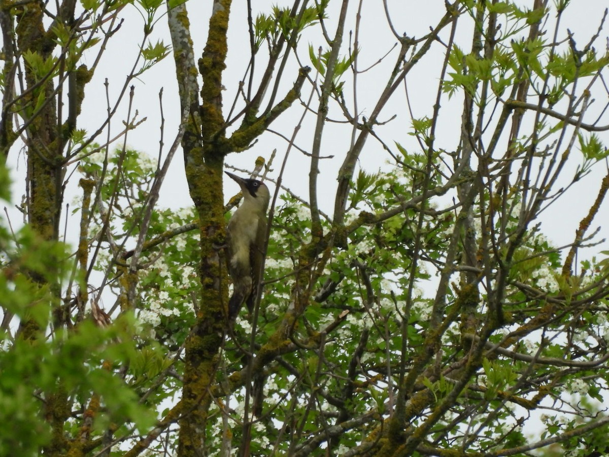 Eurasian Green Woodpecker - ML618544985