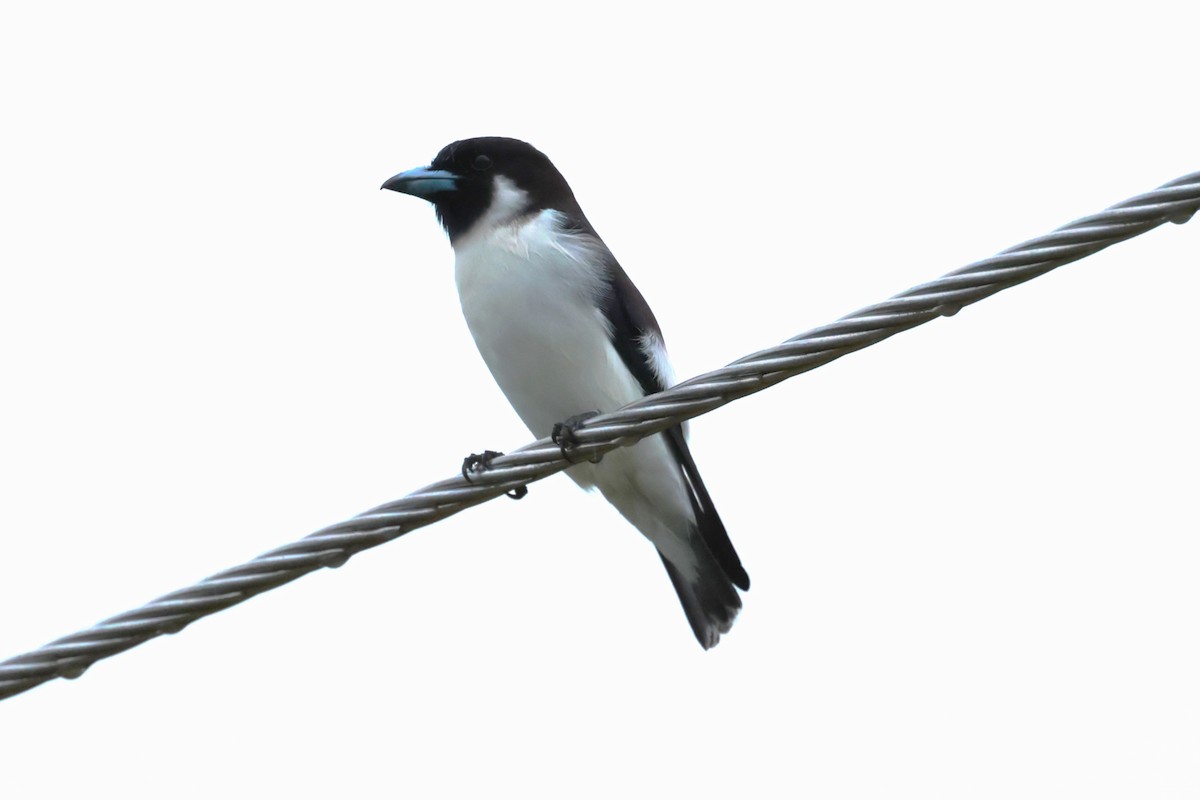Fiji Woodswallow - ML618544994