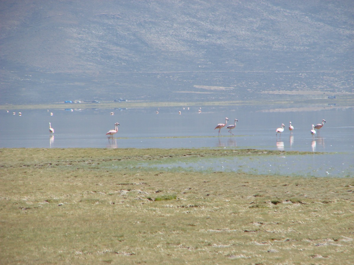 Chilean Flamingo - ML618545005