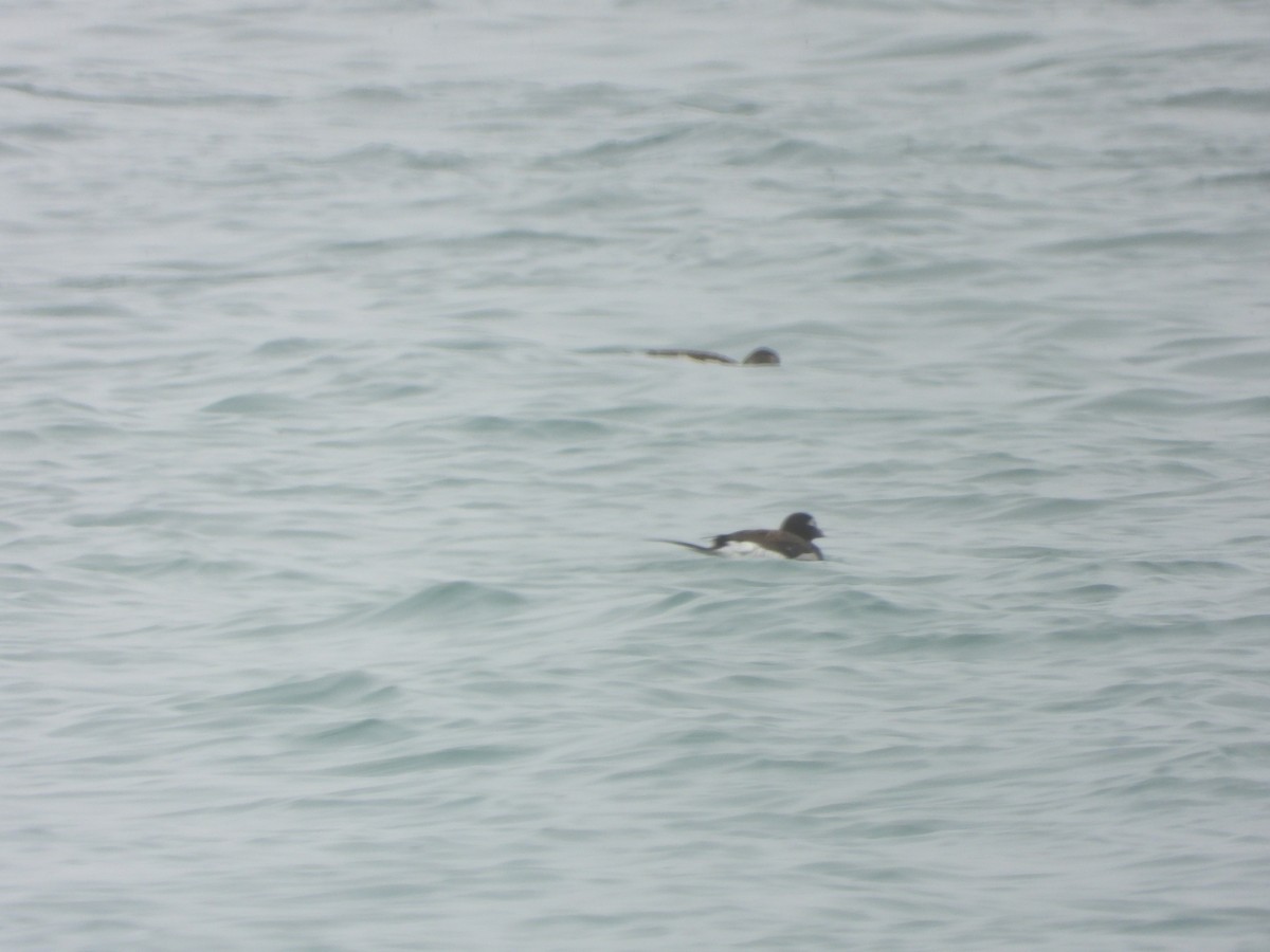 Long-tailed Duck - ML618545021